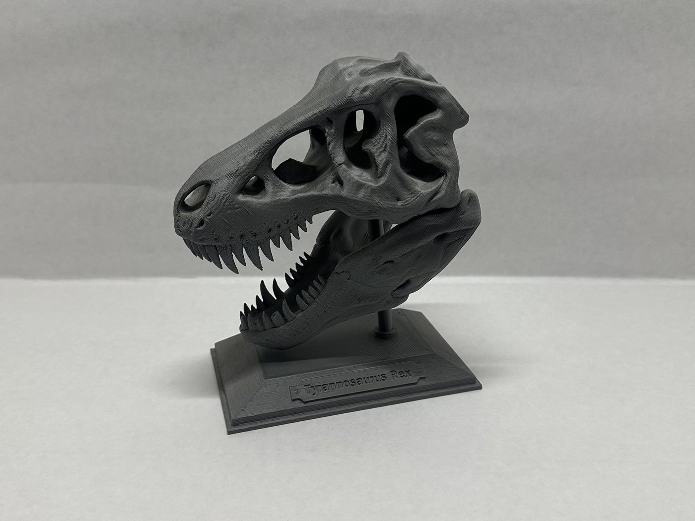 Cráneo de T-Rex impreso en 3D en gris, montado sobre una base con placa.